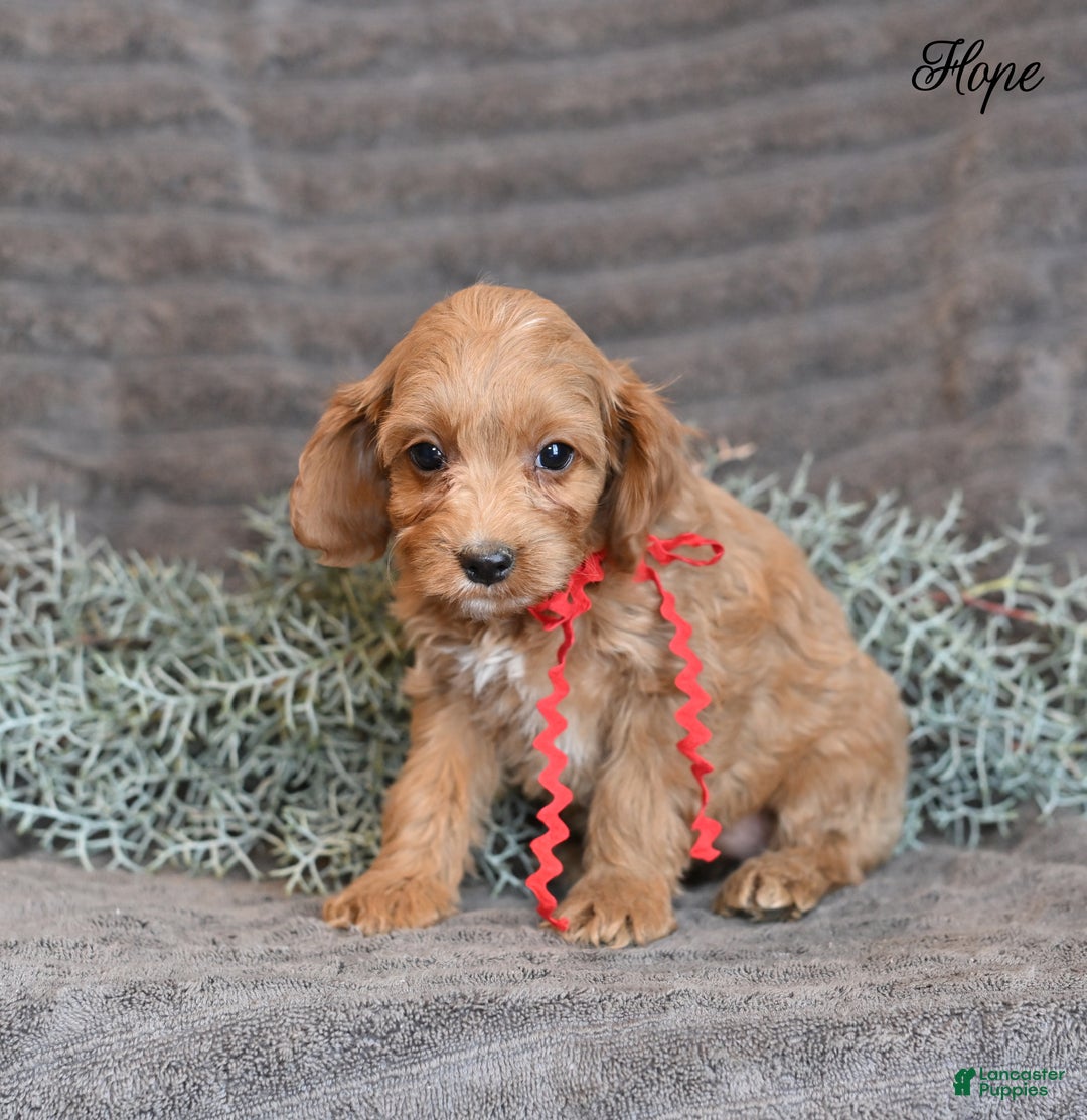 Cockapoo dogs for sale: Hope - Ad 6