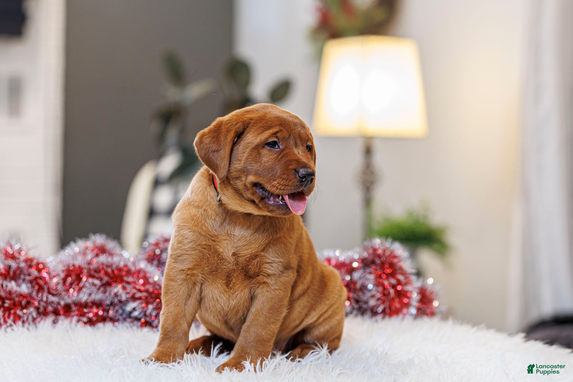 Labrador Retriever dogs Noelle - Ad 4