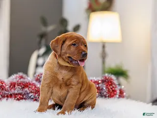 Labrador Retriever dogs Noelle - Ad 4