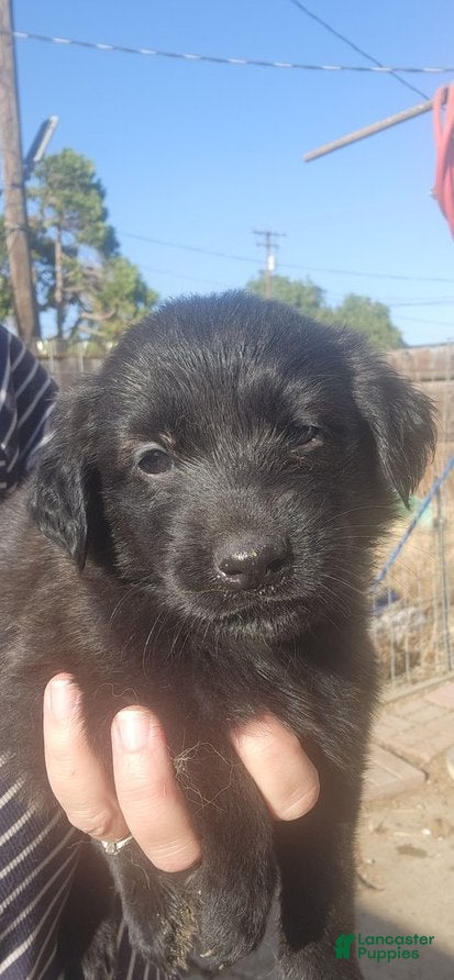 Golden Shepherd dogs for sale: Anna - Ad 2