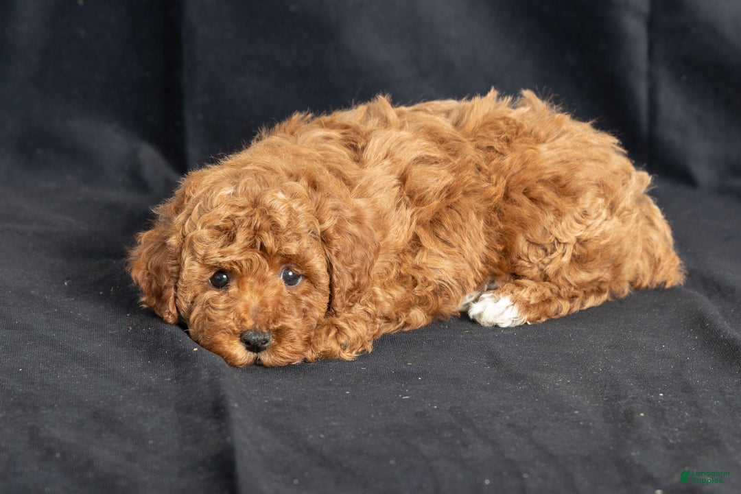 Miniature Poodle dogs for sale: Katrina - Ad 4