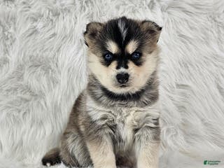 Pomsky dogs Rhett - Ad 18