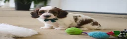 Mini Goldendoodle dogs for sale: Cooper - Ad 5