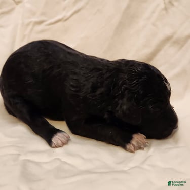 Mini Aussiedoodle dogs for sale: Stella_Female Tuxedo - Ad 9