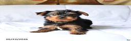 Yorkshire Terrier dogs for sale: Mojo - Ad 4