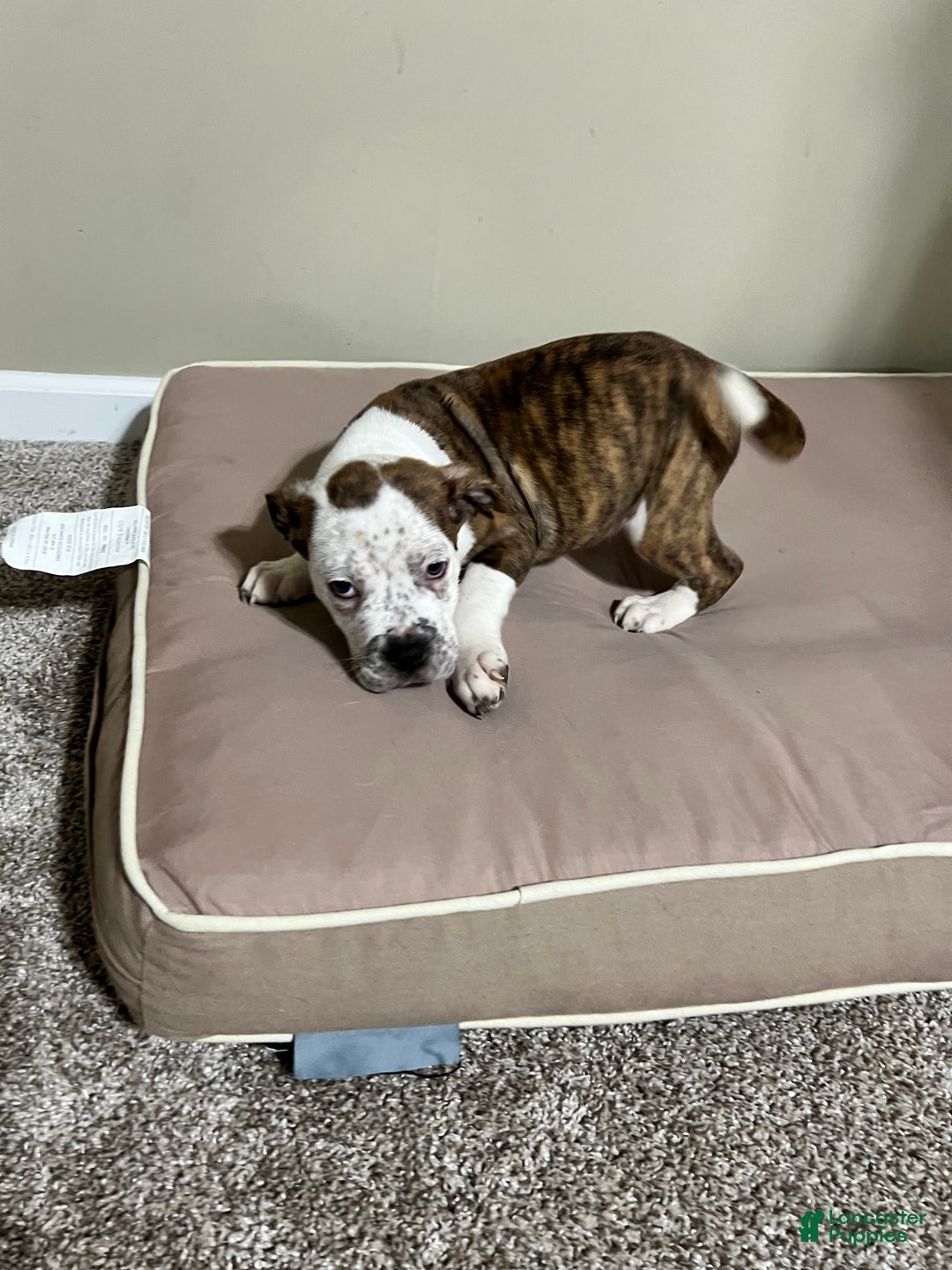 Mixed Breed dogs for sale: Mixed Breed Puppy 2 - Ad 7