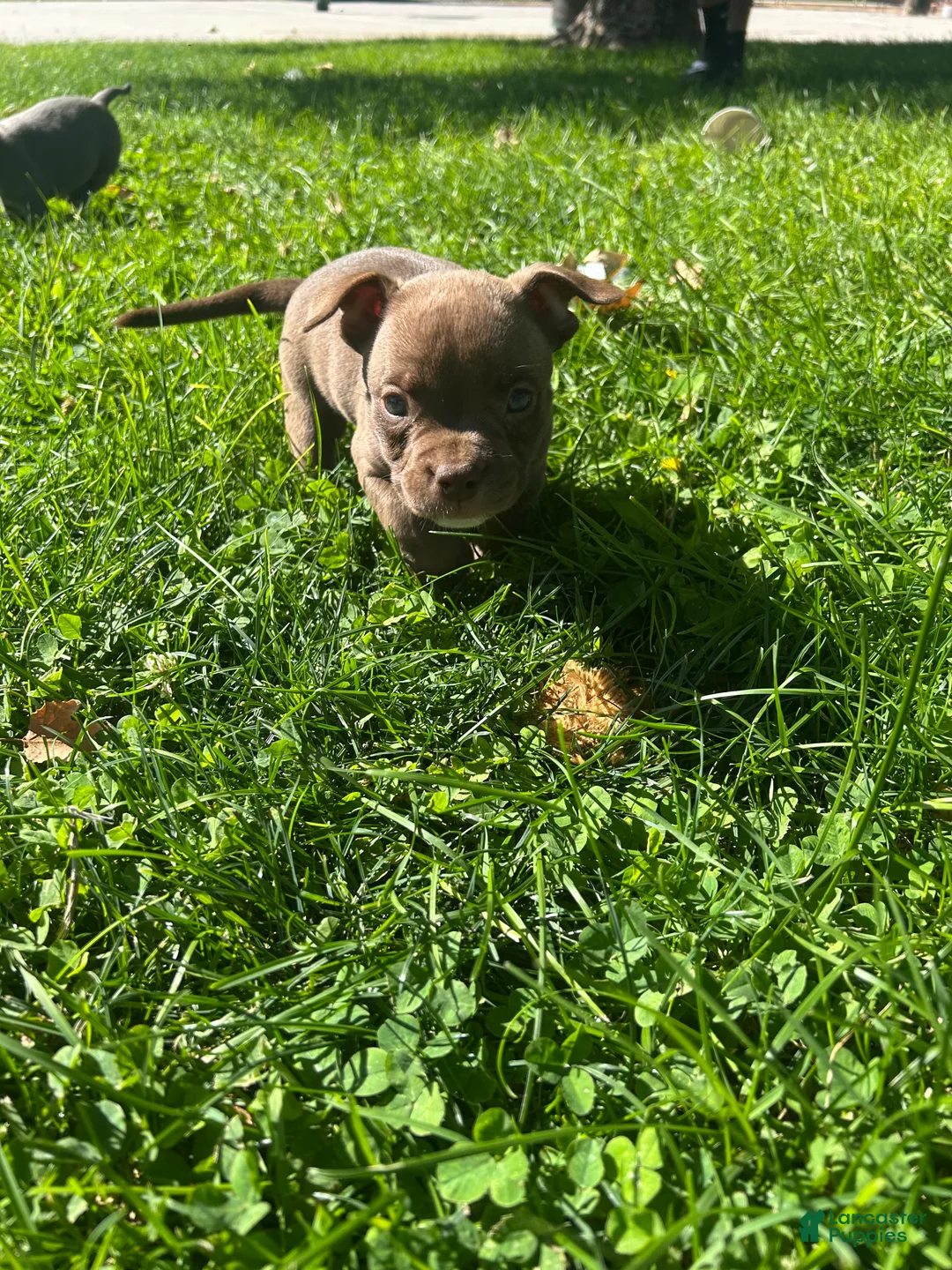 American Bully dogs for sale: American Bully 6 - Ad 1