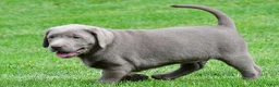 Labrador Retriever dogs for sale: Bobo - Ad 5