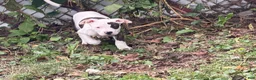 American Bully dogs for sale: American Bully 4.   (Nebula) - Ad 6