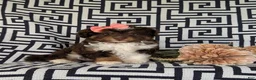 Aussiedoodle dogs for sale: Shayleigh Adult weight 16 lbs - Ad 3