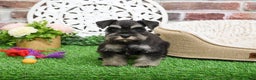 Miniature Schnauzer dogs for sale: Zahara - Ad 6
