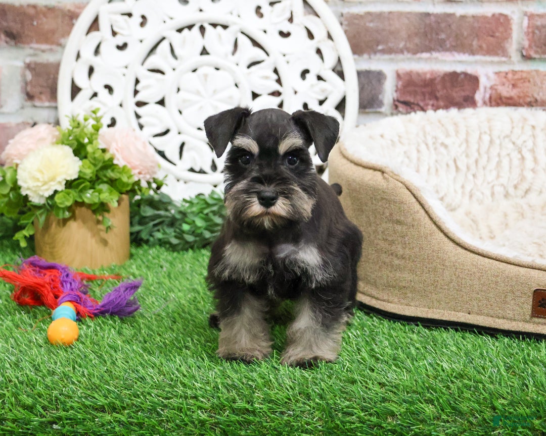 Miniature Schnauzer dogs for sale: Zahara - Ad 6