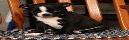 Boston Terrier dogs for sale: Amy - Ad 8