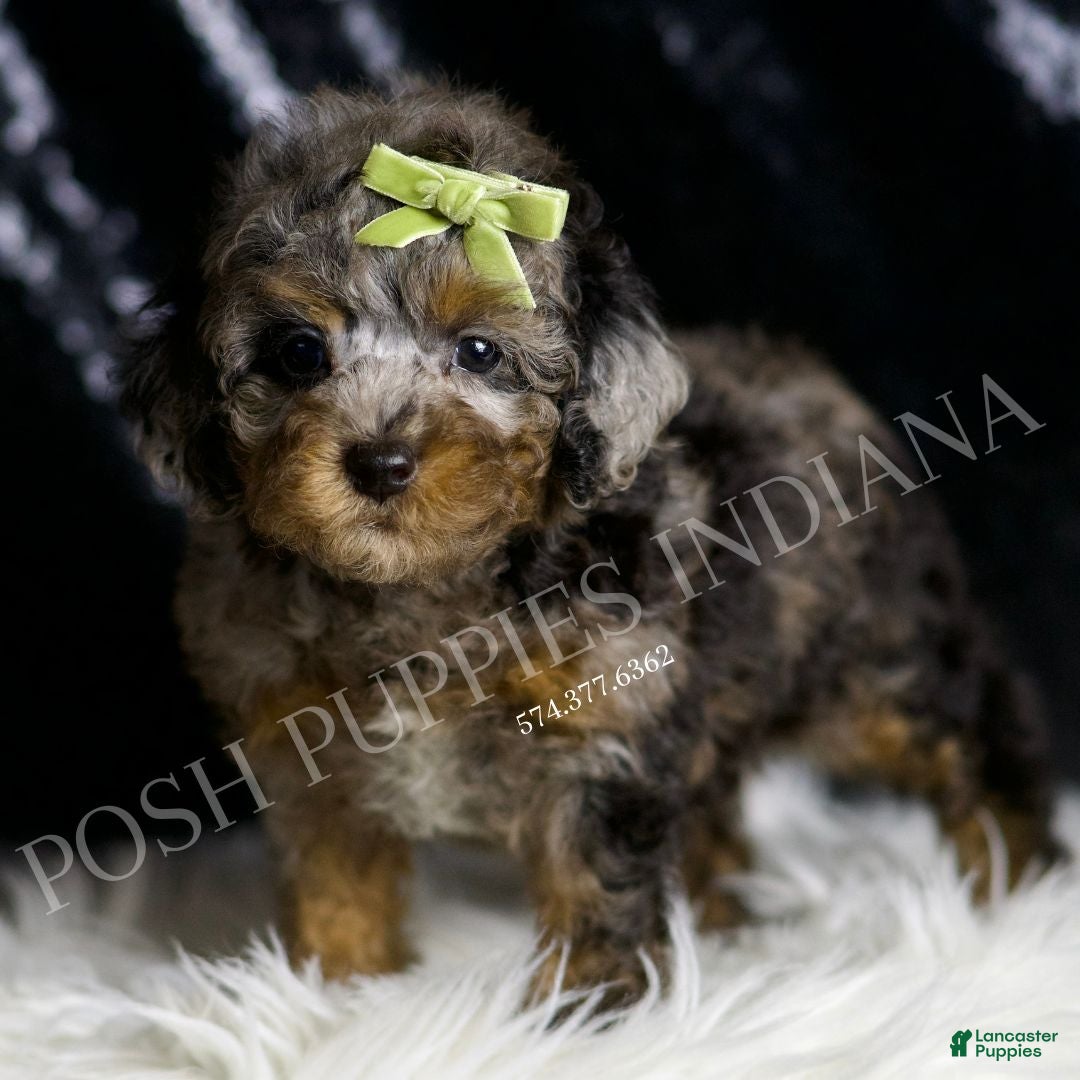 Toy Poodle dogs Bourbon - Ad 10