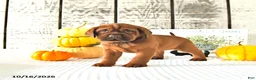 Mini Hippo dogs for sale: Cinnamon - Ad 3