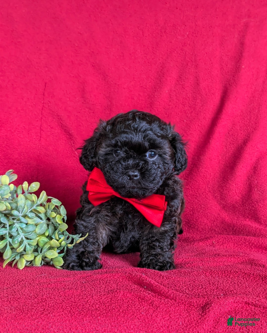 Shihpoo dogs for sale: Collin - Ad 4