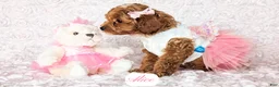 Cavapoo dogs for sale: Alice - Ad 6