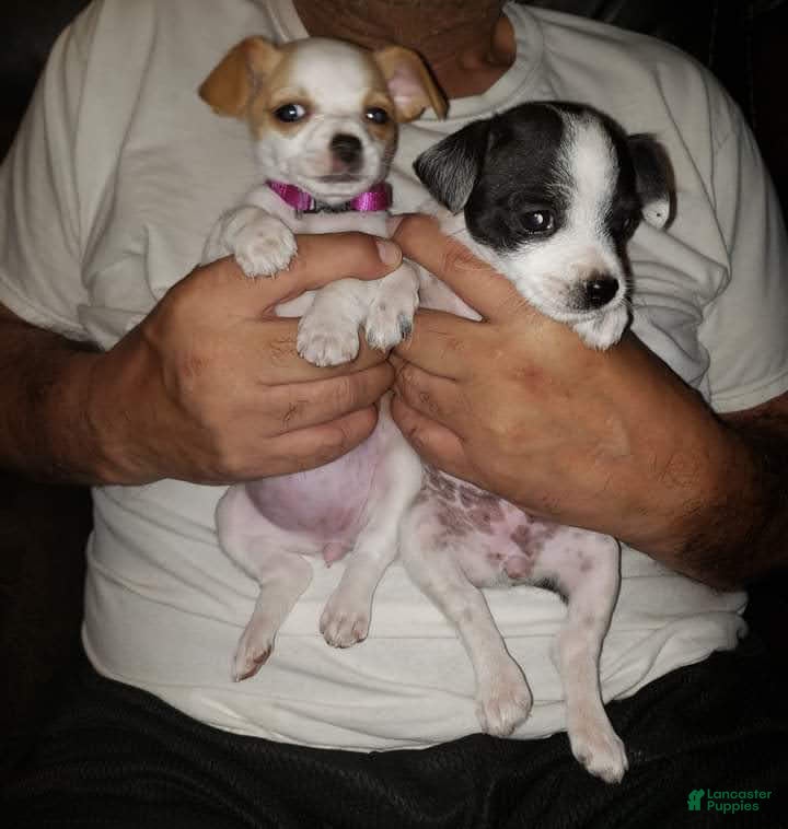 Chihuahua dogs Chihuahua female Puppy 2 black and white puppie 10 weeks  - Ad 9