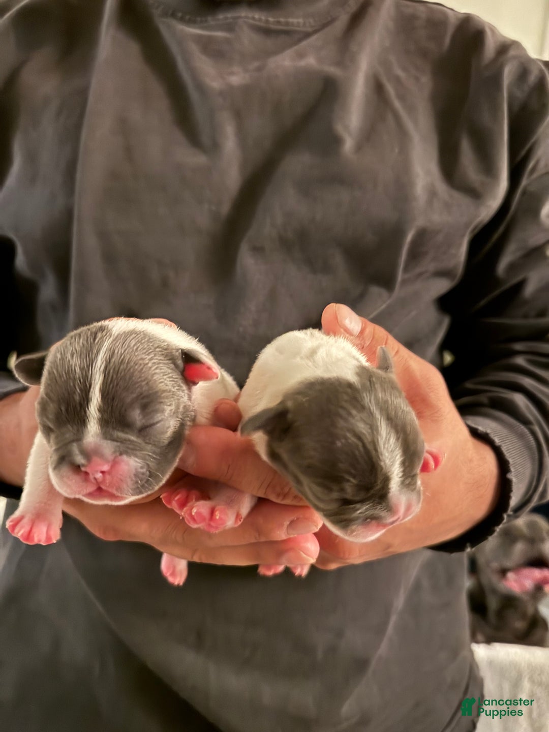 French Bulldog dogs for sale: Stella - Ad 3