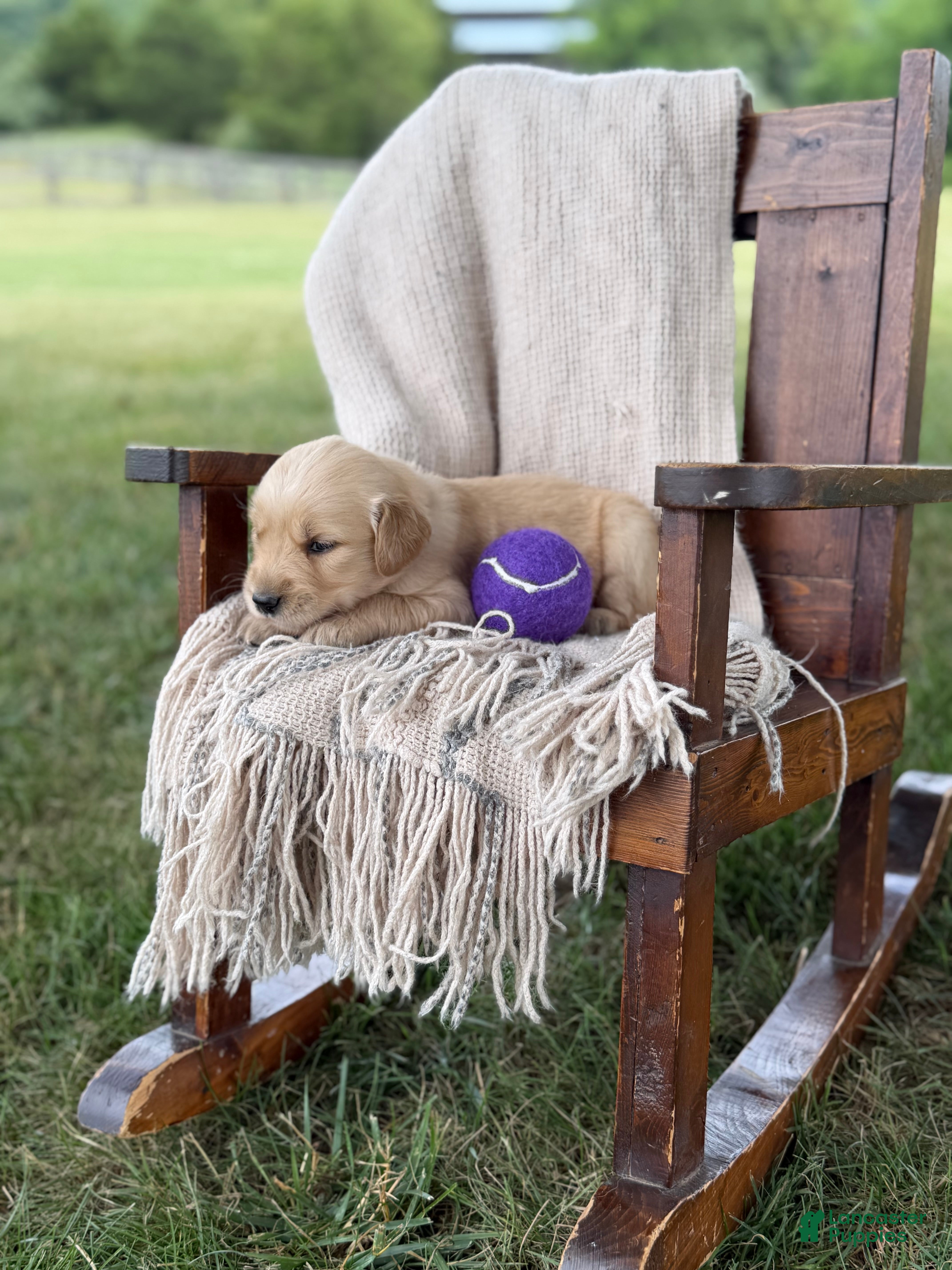 Golden Retriever dogs Elizabeth  - Ad 2