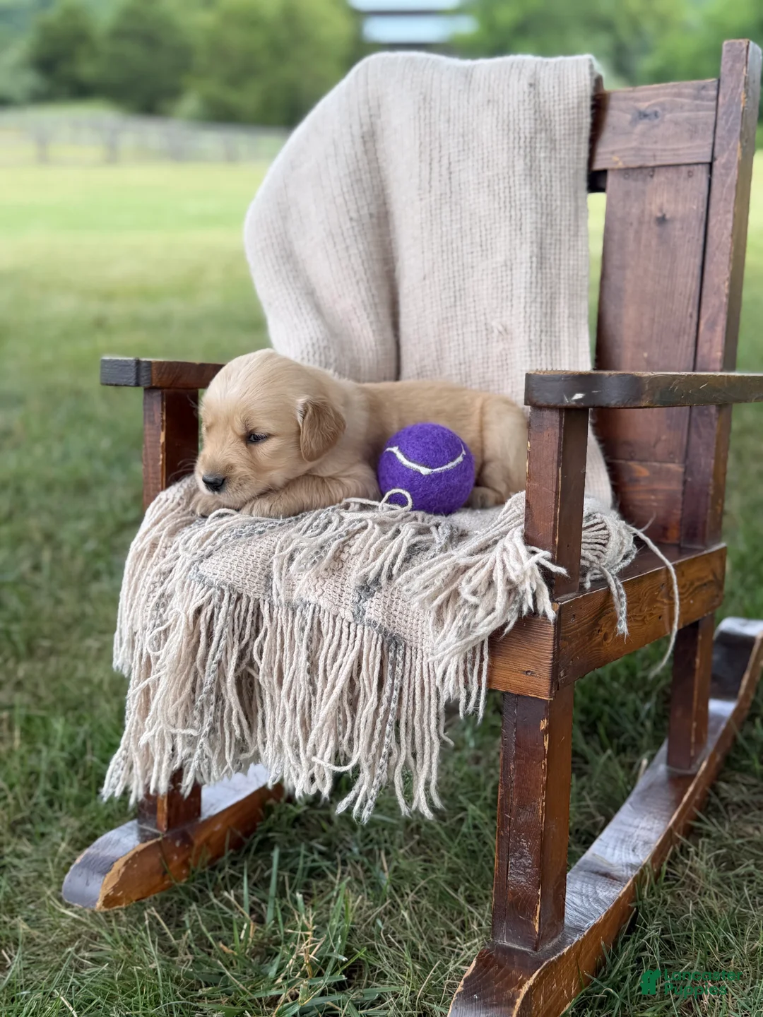 Golden Retriever dogs for sale: Elizabeth  - Ad 2