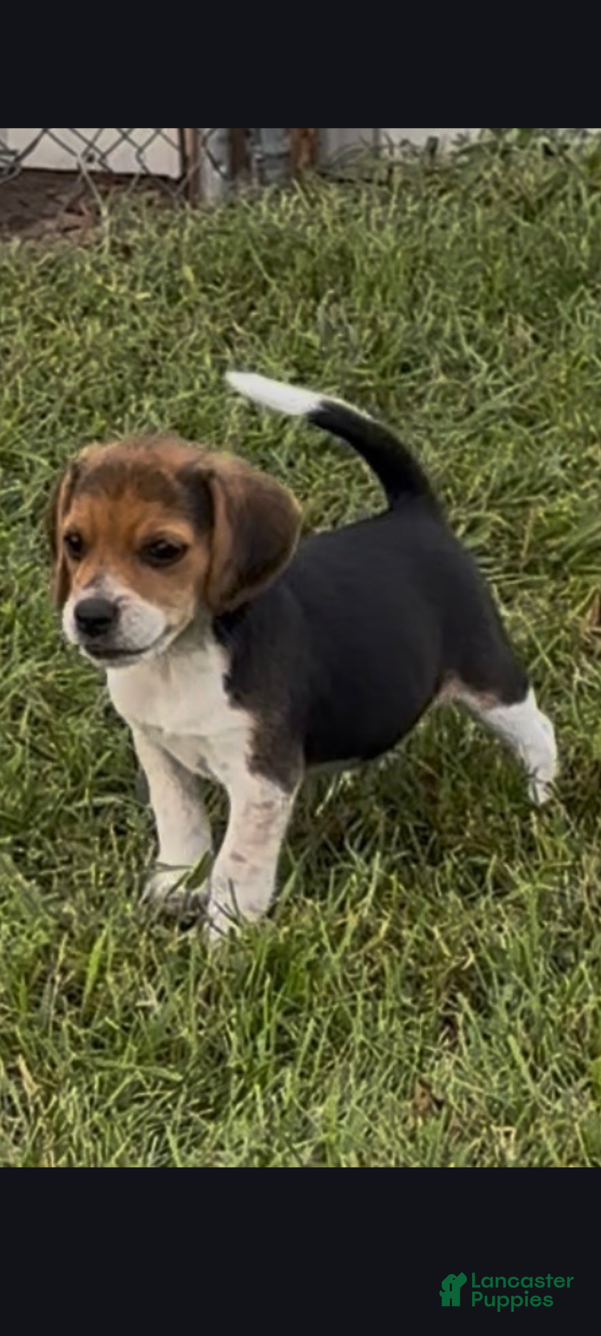 Beagle dogs Rocky - Ad 2