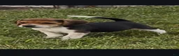Beagle dogs for sale: Rocky - Ad 2
