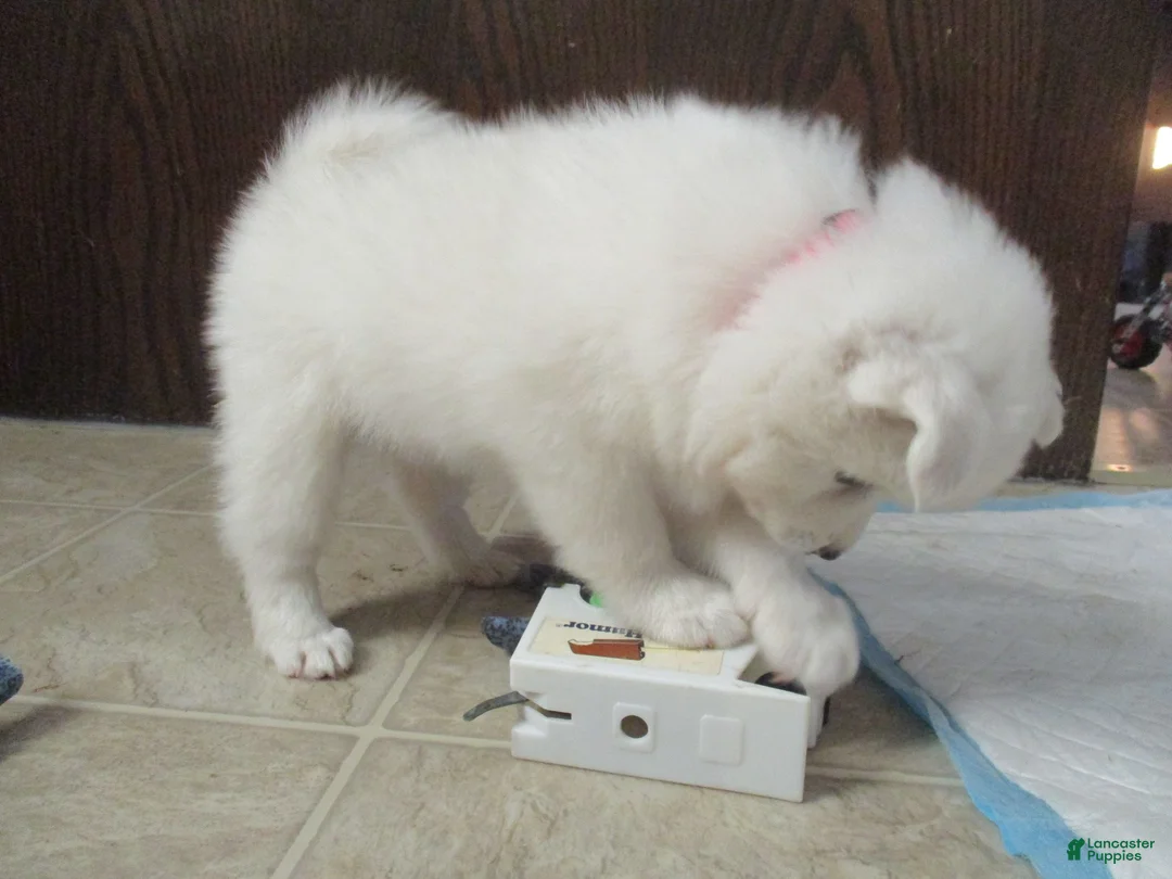 American Eskimo dogs for sale: Diamond - Ad 2