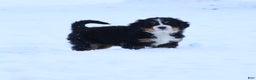 Bernese Mountain Dog dogs for sale: Bernese Mountain Dog Puppy 2 - Ad 4