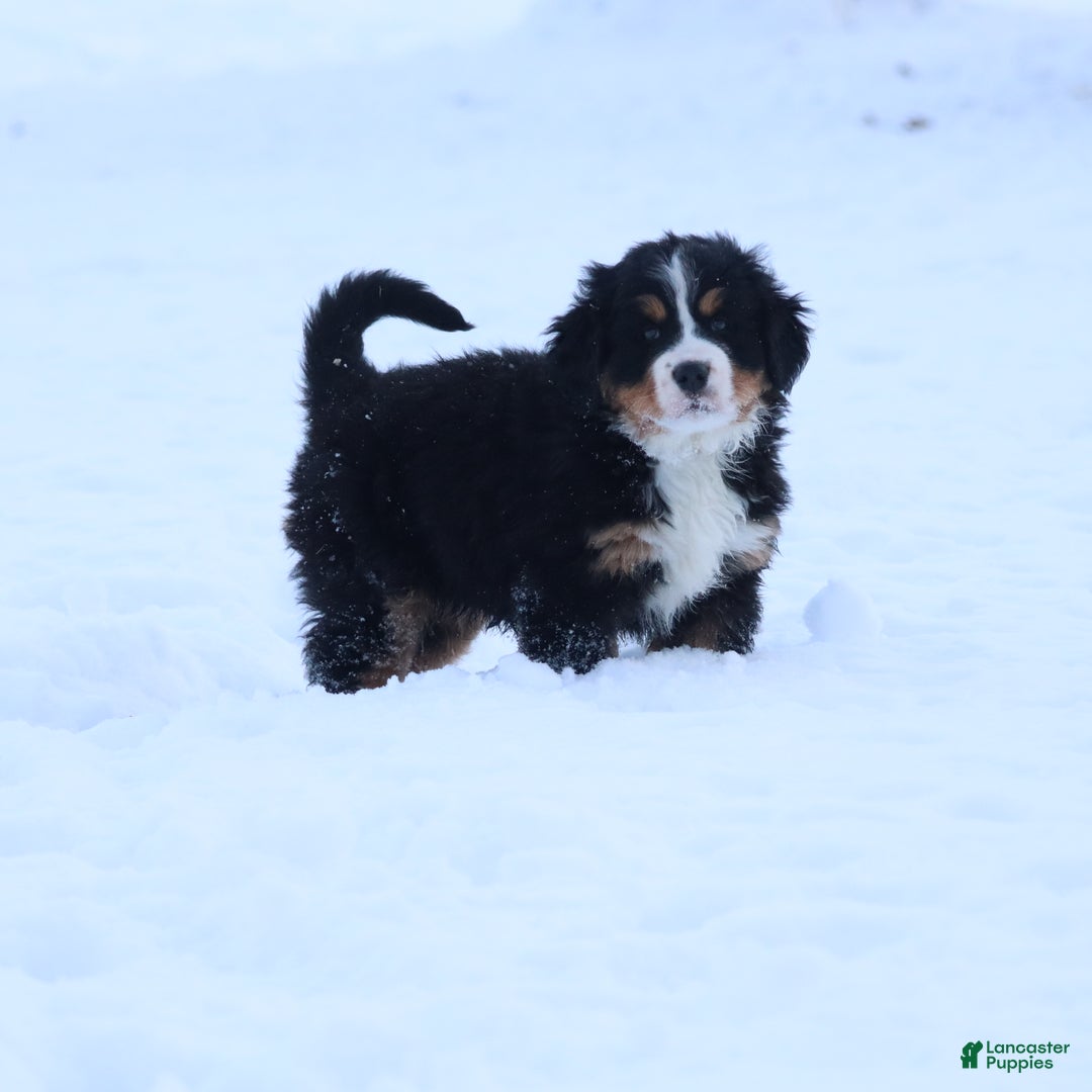 Bernese Mountain Dog dogs for sale: Bernese Mountain Dog Puppy 2 - Ad 4
