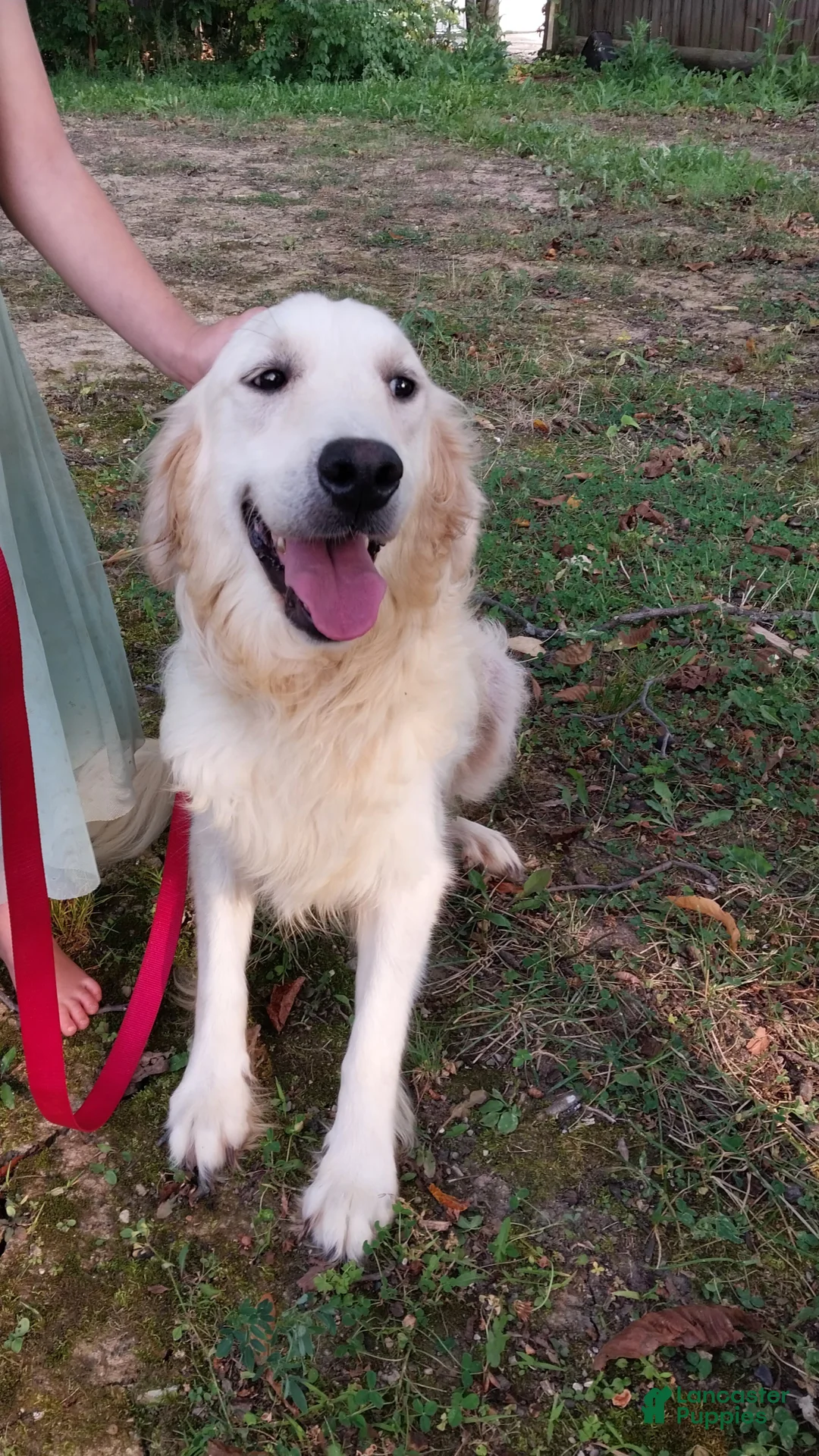 Mixed Breed dogs for sale: Bailey - Ad 9