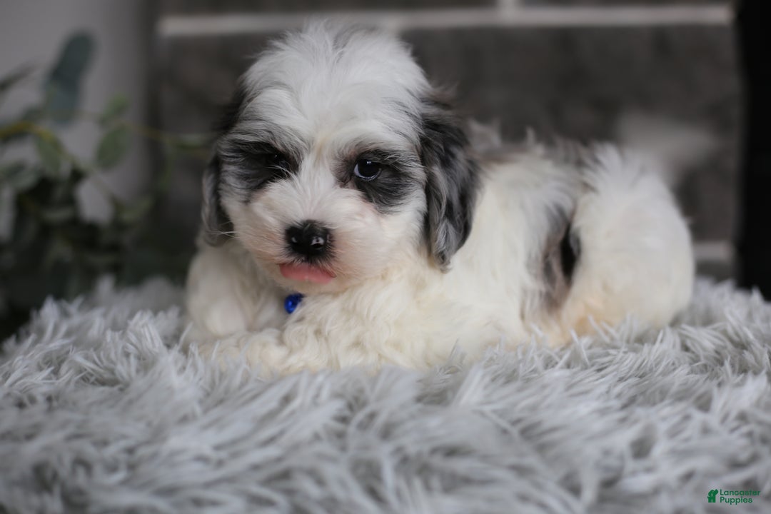 Maltipoo dogs for sale: Chubbs - Ad 5
