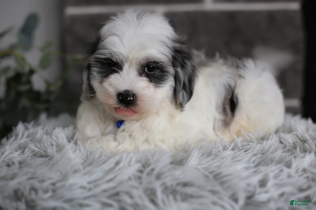 Maltipoo dogs for sale: Chubbs - Ad 2