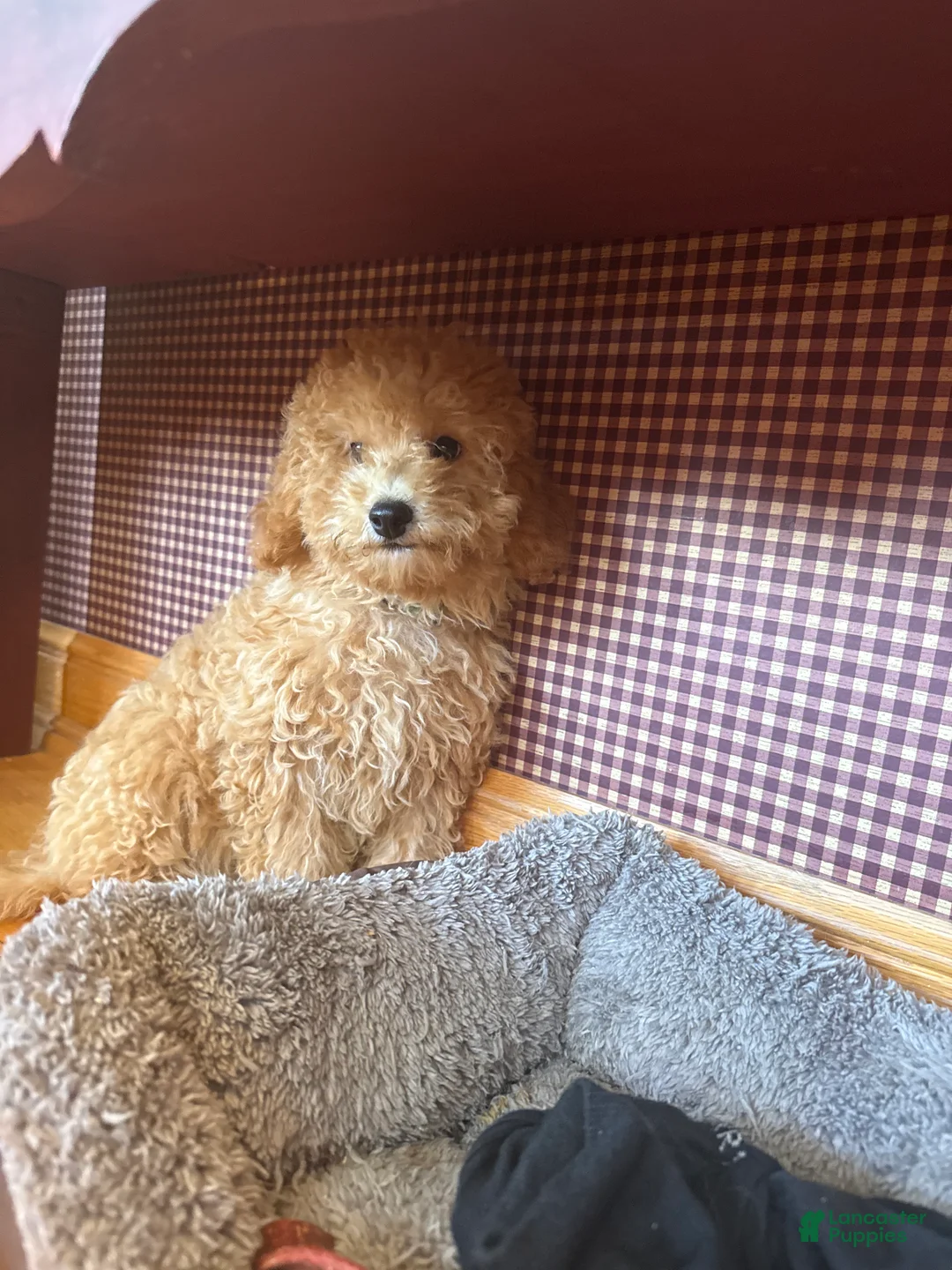 Mixed Breed dogs for sale: Tabby - Ad 2