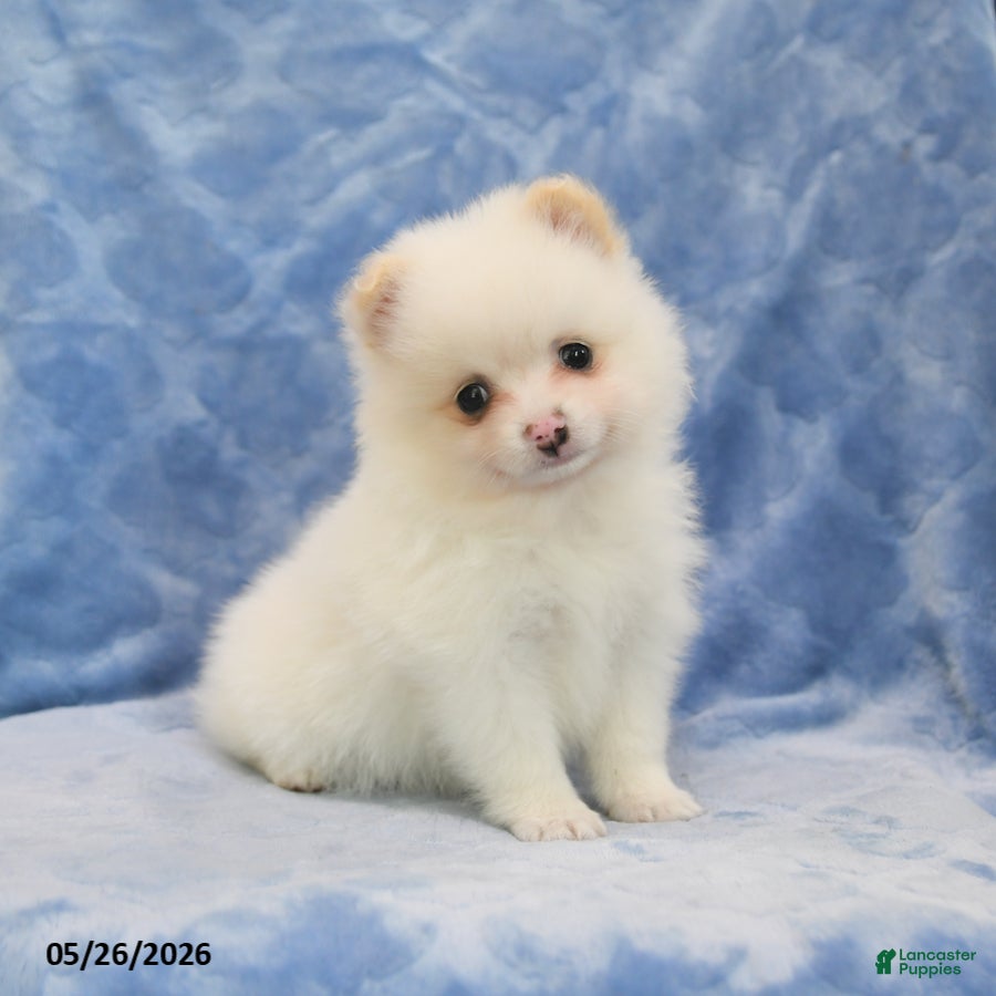 Pomeranian dogs Flora   - Ad 2