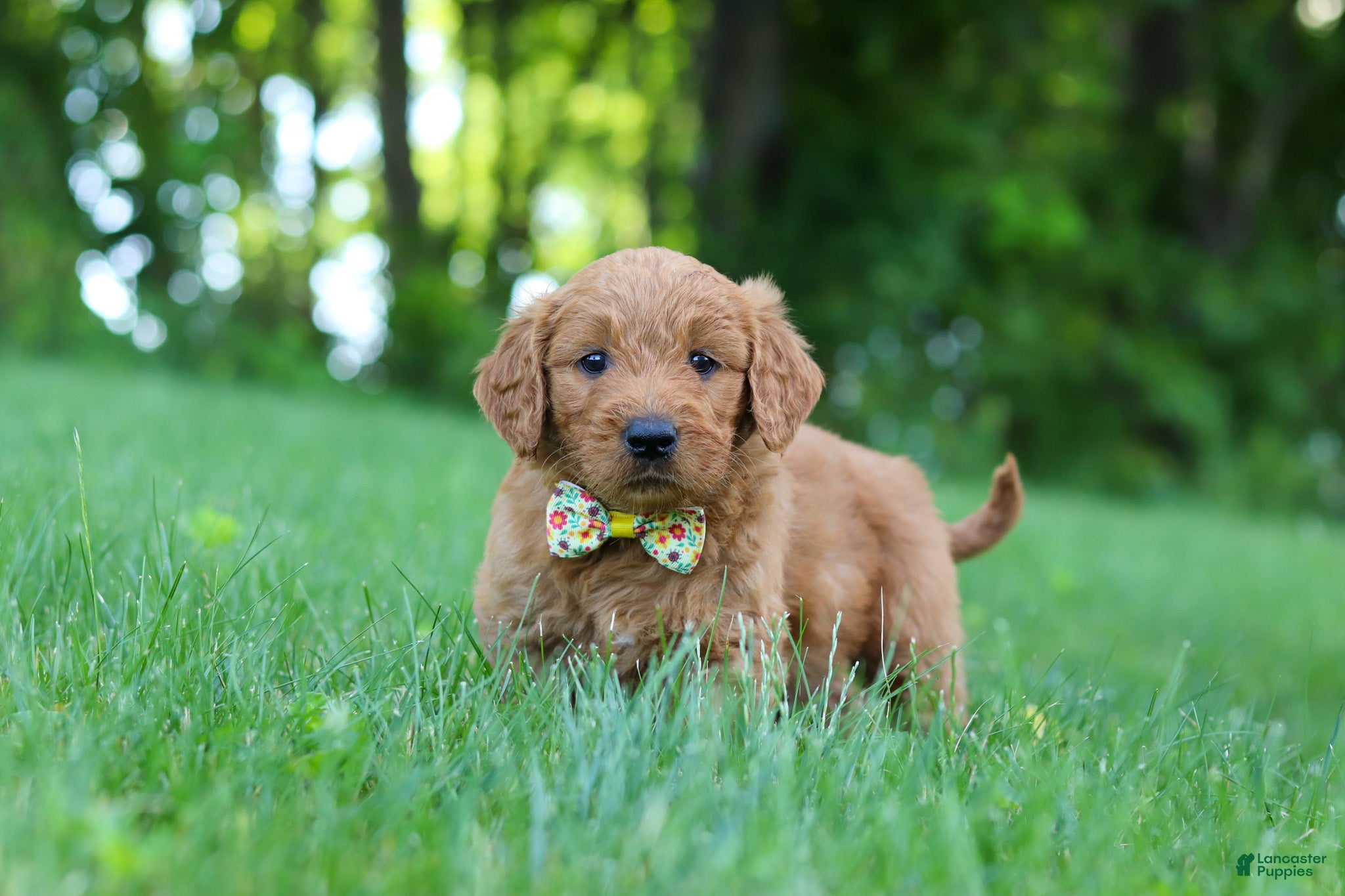 Goldendoodle dogs Theo - Ad 1