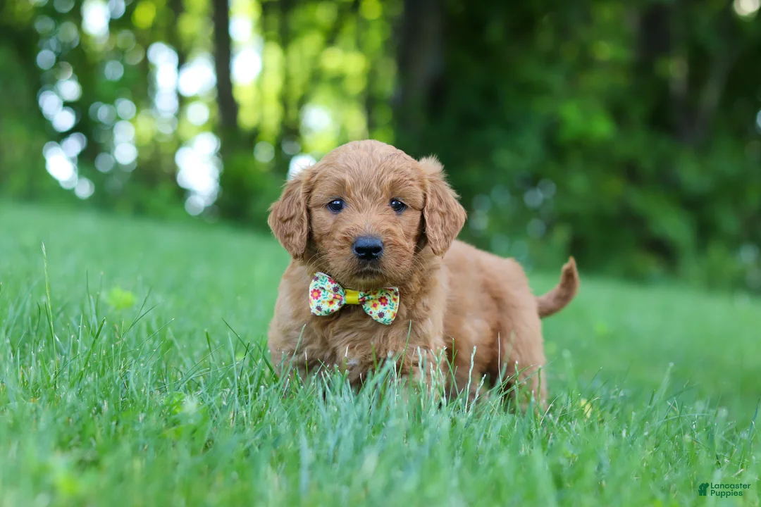 Goldendoodle dogs for sale: Theo - Ad 1