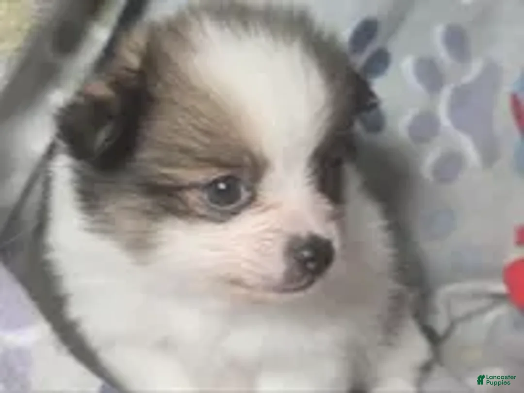 Pomeranian dogs for sale: Tilley, Party color male Pom. - Ad 2