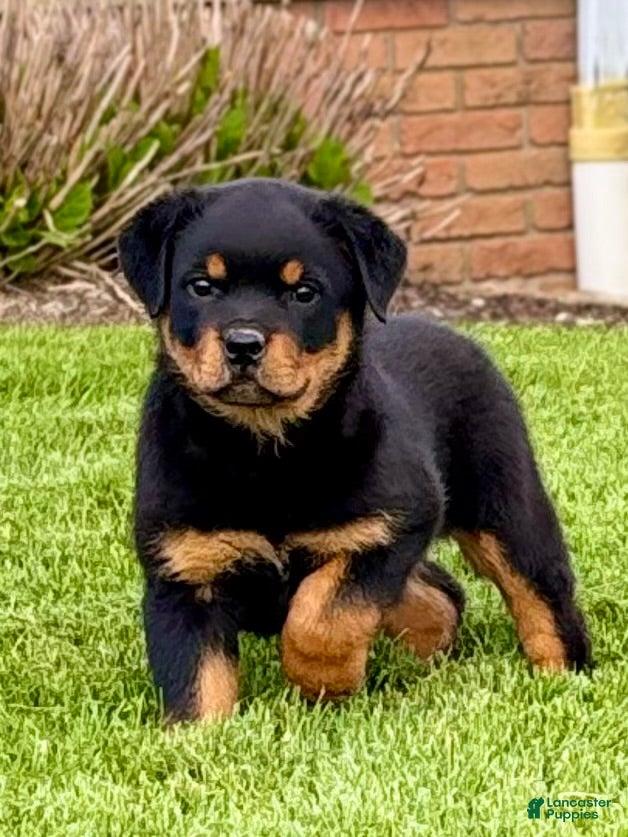 Rottweiler dogs Addison - Ad 1