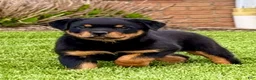 Rottweiler dogs for sale: Addison - Ad 1