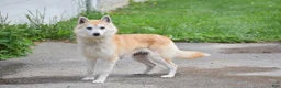 Pomsky dogs for sale: Sierra - Ad 4