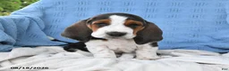 Basset Hound dogs for sale: Chuck - Ad 4