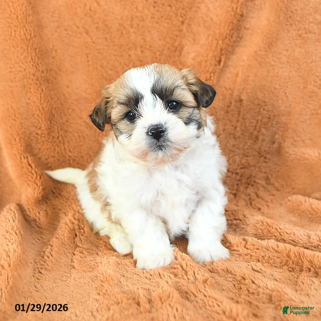 Teddy Bear dogs for sale: Nina - Ad 1