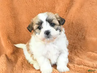 Teddy Bear dogs Nina - Ad 39