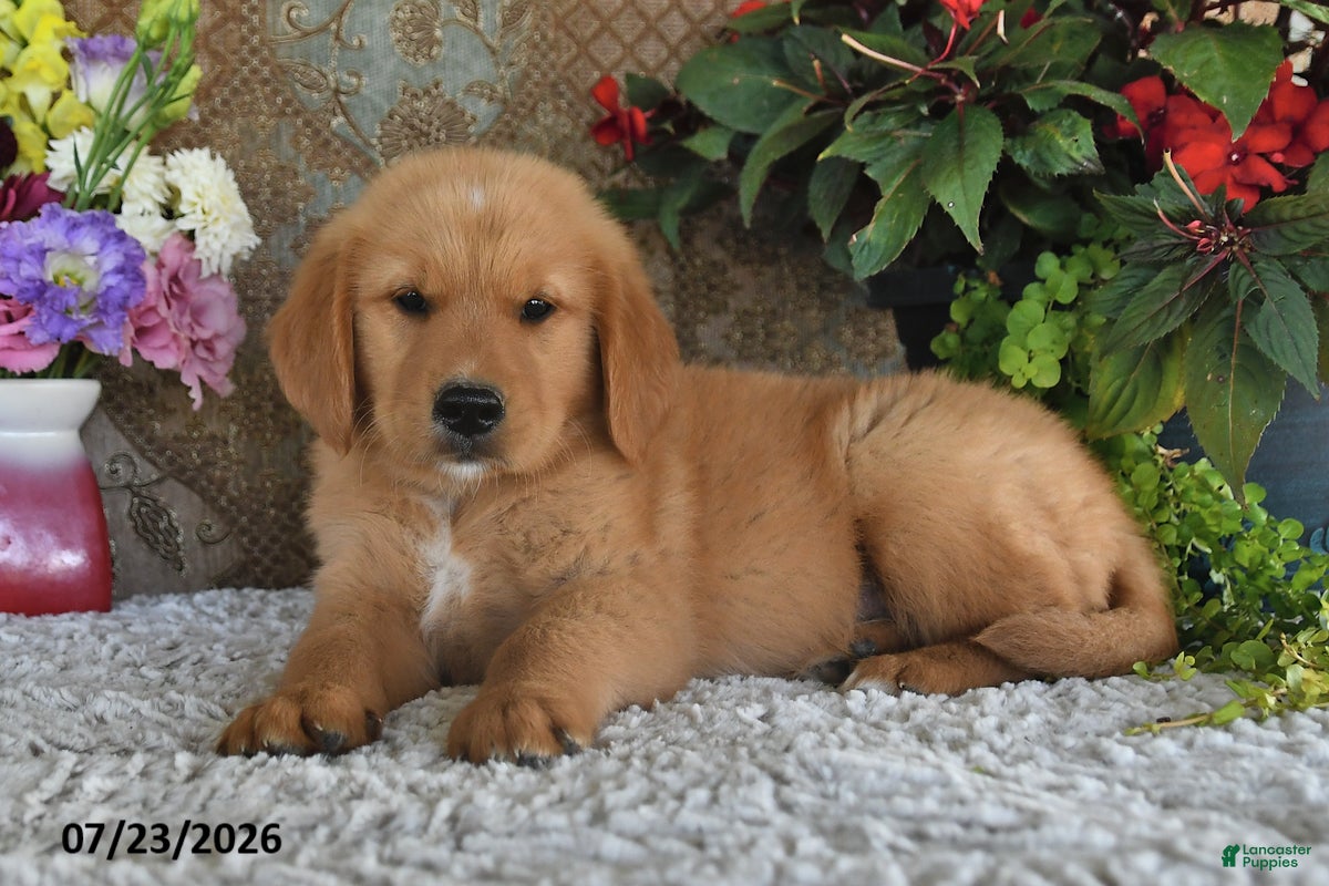 Golden Retriever dogs Laddie - Ad 2