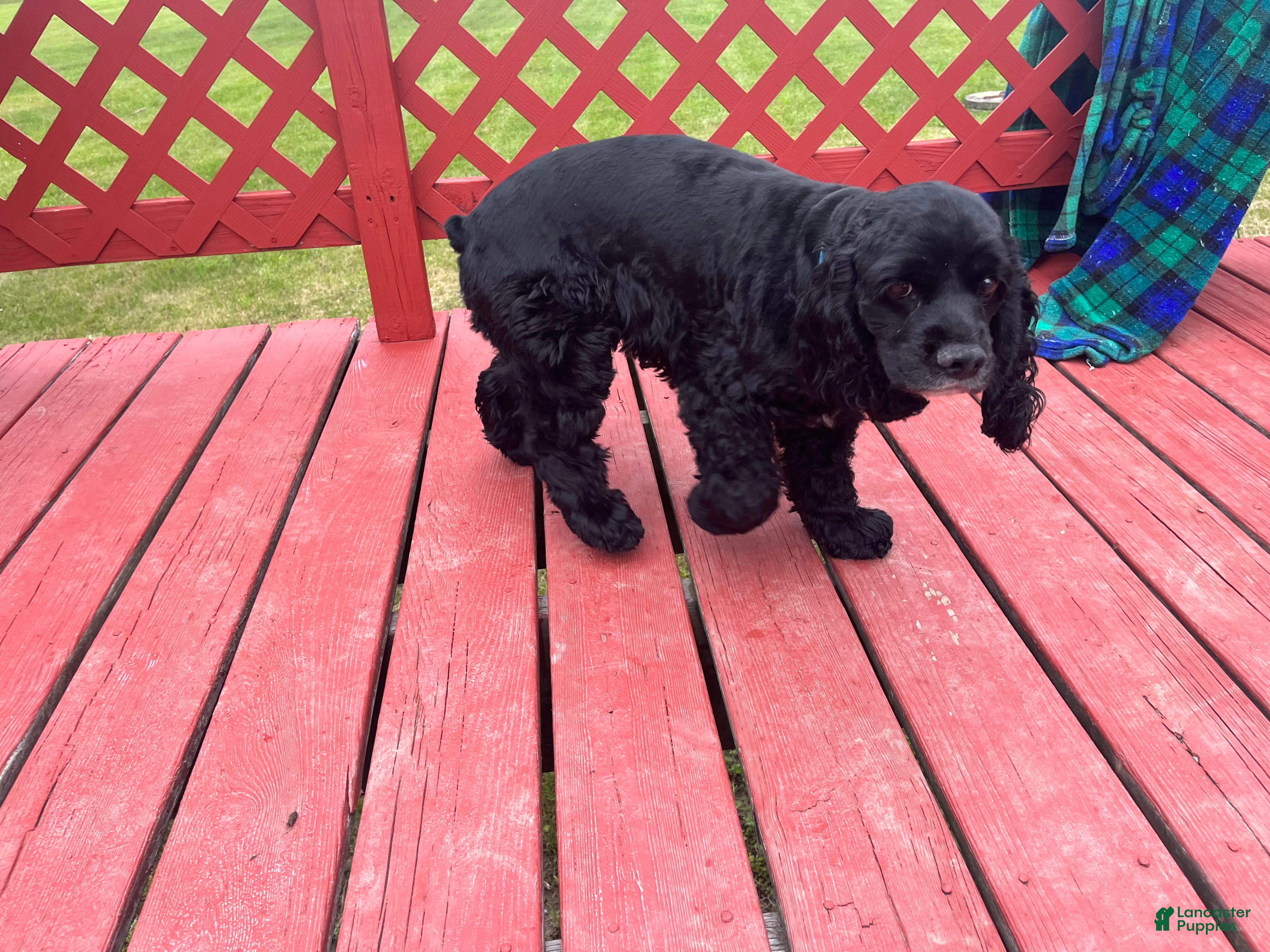 Cocker Spaniel dogs Cocker spaniel stud - Ad 23