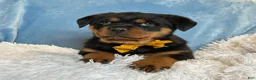 Rottweiler dogs for sale: Sidney - Ad 11