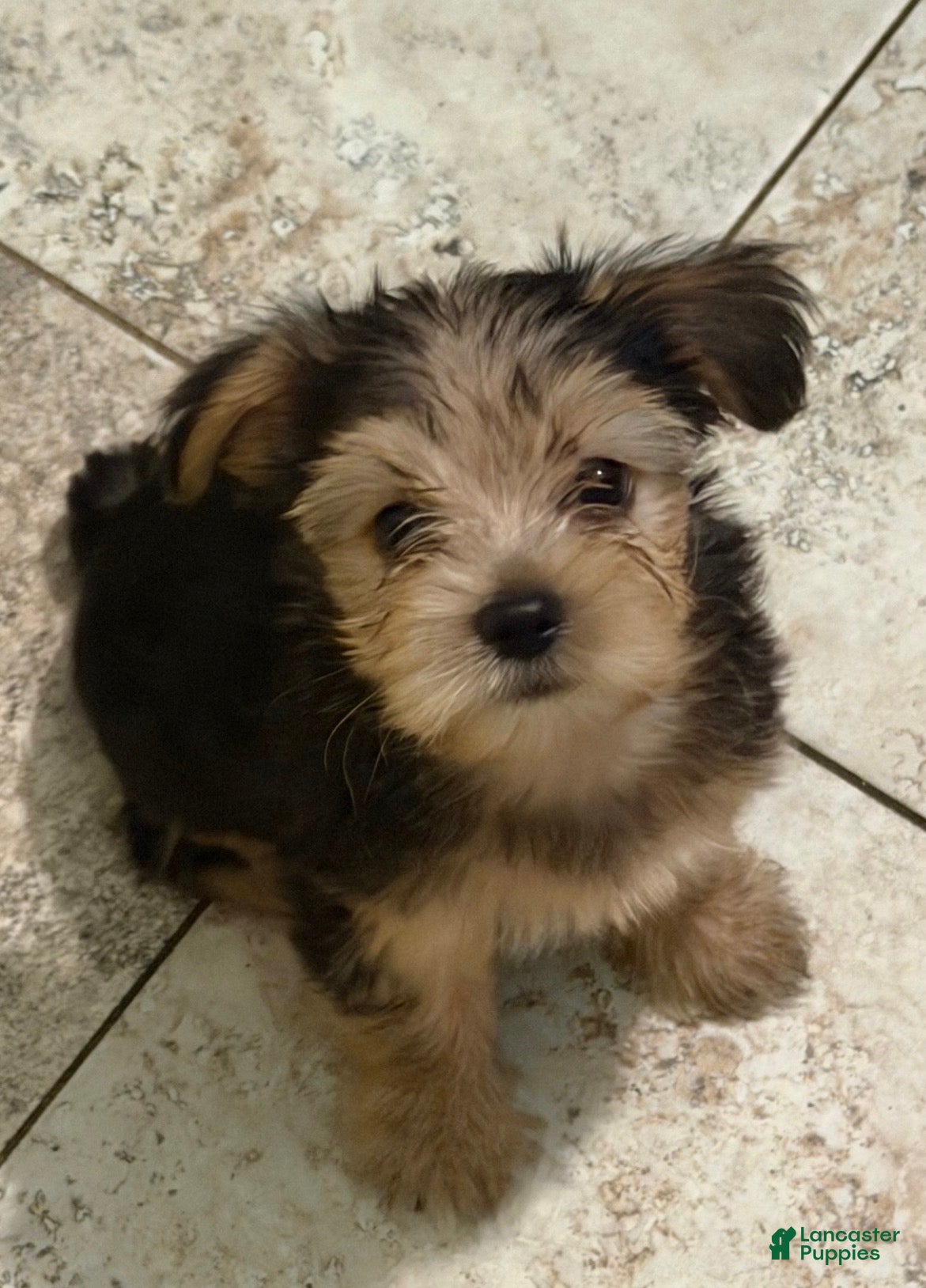 Yorkshire Terrier dogs Bobby  - Ad 7