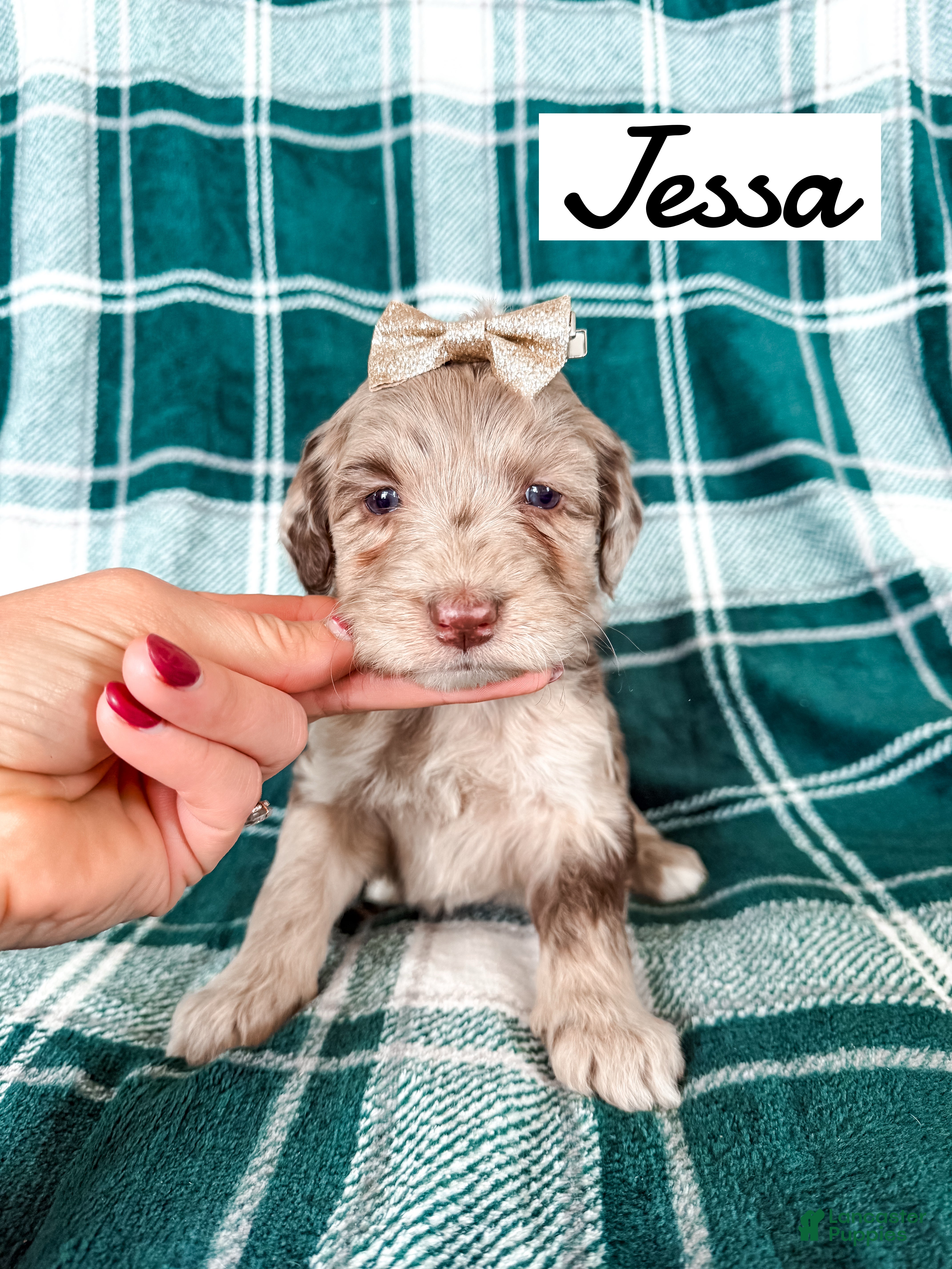 Aussiedoodle dogs Jessa - Ad 33