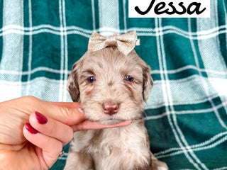 Aussiedoodle dogs Jessa - Ad 22